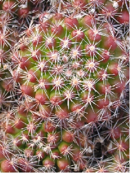 (Mammillaria beneckei)