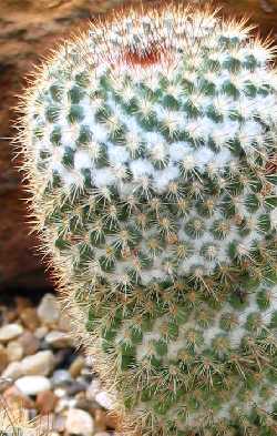 (Mammillaria columbiana)