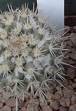(Mammillaria columbiana)