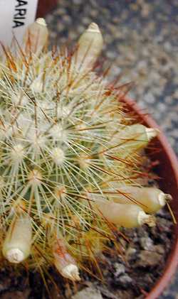 (Mammillaria densispina)