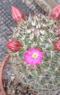 (Mammillaria duoformis)