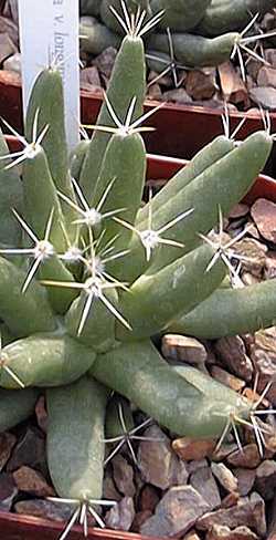 (Mammillaria longimamma)
