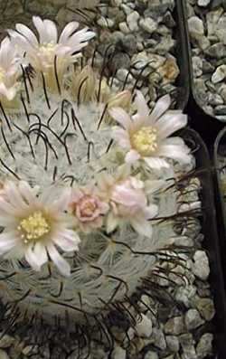 (Mammillaria perezdelarosae)