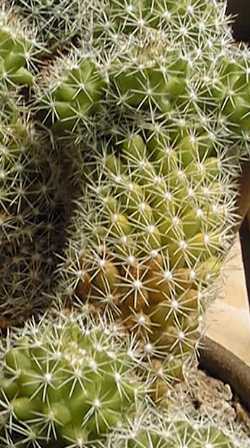 (Mammillaria sphacelata)