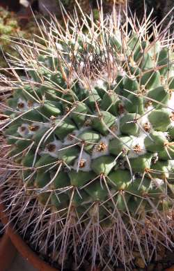 (Mammillaria winterae)