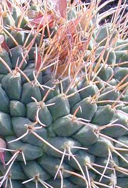 (Mammillaria winterae)