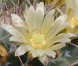 (Mammillaria winterae)