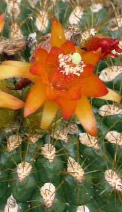 (Matucana aurantiaca)