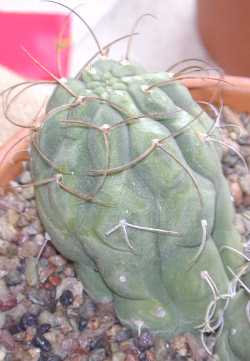 (Matucana madisoniorum)