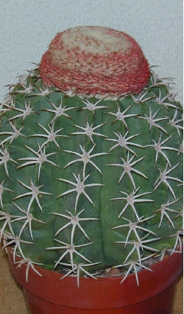 (Melocactus zehntneri)