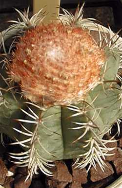 Dwarf Turk's Cap Cactus(Melocactus matanzanus)