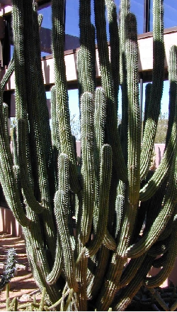 (Neobuxbaumia scoparia)