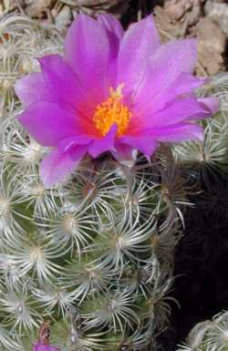 Chihuahuan Beehive(Neolloydia conoidea)
