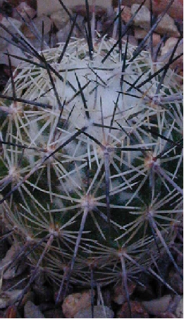 Chihuahuan Beehive(Neolloydia conoidea)