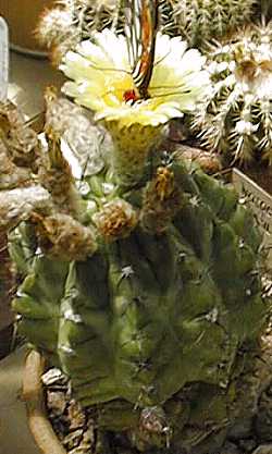 (Parodia ottonis)