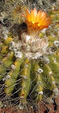 (Parodia horstii)