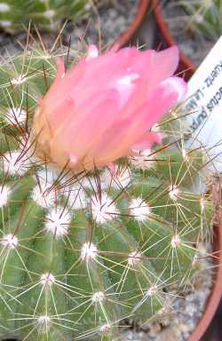 (Parodia horstii)