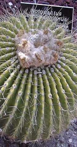 (Parodia schumanniana)