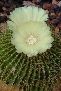 (Parodia schumanniana)