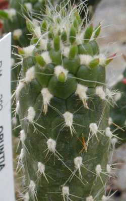 (Austrocylindropuntia cylindrica)