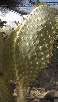 (Opuntia helleri)