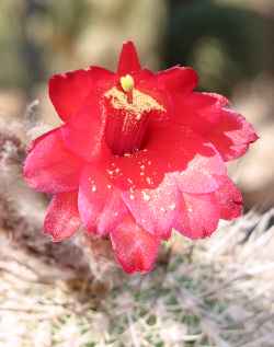 Achacaño(Oreocereus hempelianus)