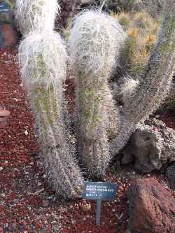 (Oreocereus leucotrichus)