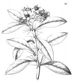 (Pereskia bleo)