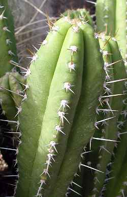 (Pilosocereus arrabidae)