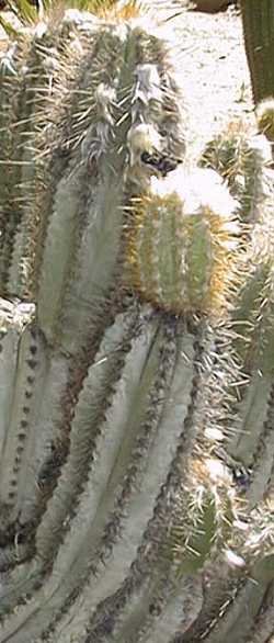 (Pilosocereus chrysacanthus)