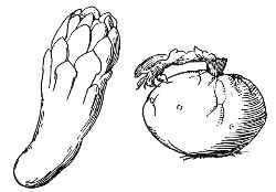 (Pilosocereus lanuginosus)