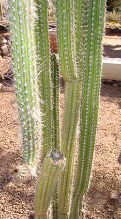 (Rauhocereus riosaniensis)