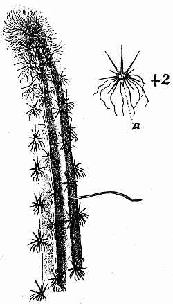 Queen of the Night, Organillo(Selenicereus grandiflorus)