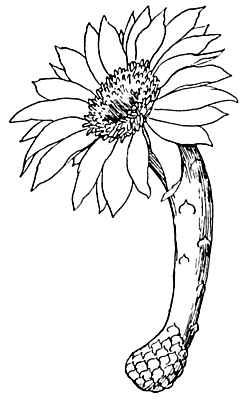 Toothpick Cactus(Stetsonia coryne)
