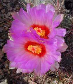 Glory of Texas(Thelocactus bicolor)