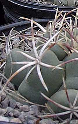 (Thelocactus heterochromus)