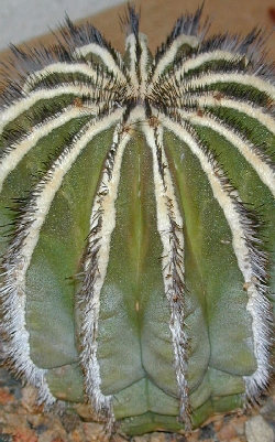 (Uebelmannia pectinifera)