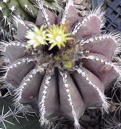 (Uebelmannia pectinifera)