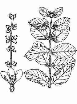 Coral Berry(Symphoricarpos orbiculatus)