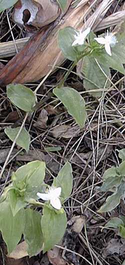 Wandering Jew(Tradescantia fluminensis)