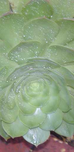 Tree Aeonium(Aeonium arboreum)