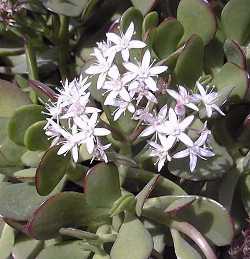 Jade Plant(Crassula ovata)