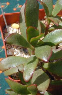 Plakkiebos(Crassula cultrata)