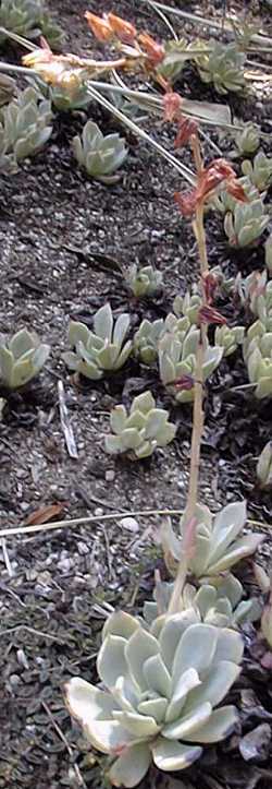 Hen And Chicks(Echeveria pumila)