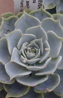 Hen And Chicks(Echeveria pumila)