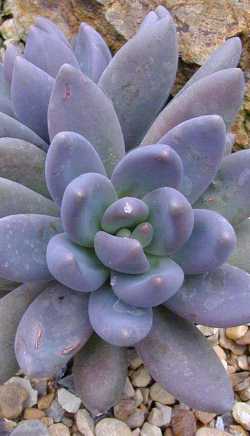 (Pachyphytum 'Garnet Fudge')