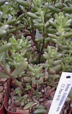 Pork and Beans(Sedum rubrotinctum)