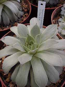 Hens and Chicks, House Leeks(Sempervivum tectorum)