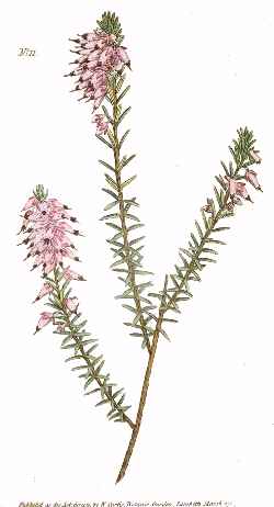 Winter Heath(Erica carnea)