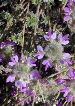 Trailing Indigo Bush(Dalea greggii)